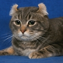 Americká kadeřavá kočka krátkosrstá 